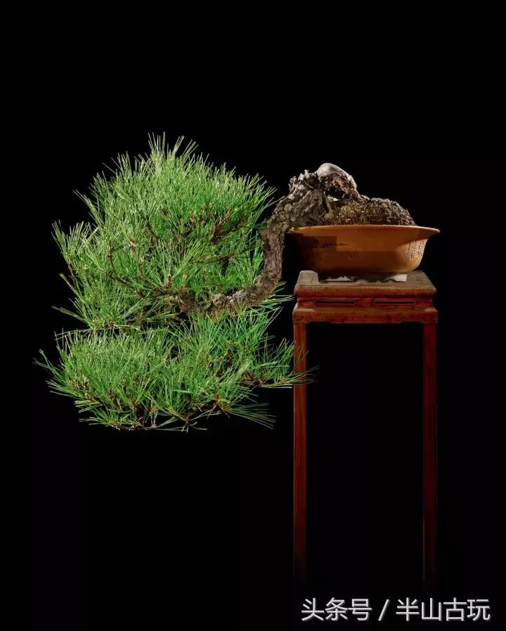 花卉盆景拍卖 (园林盆景拍卖)