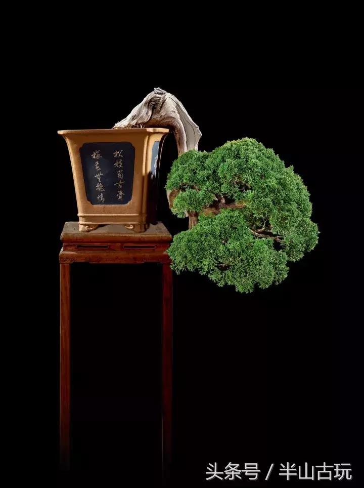 花卉盆景拍卖 (园林盆景拍卖)