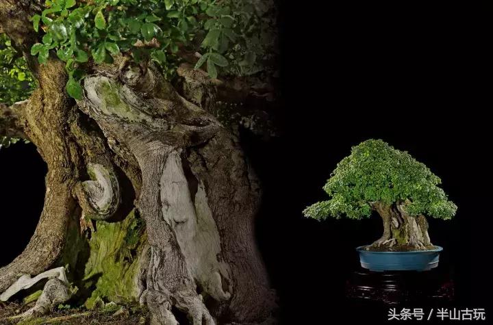 花卉盆景拍卖 (园林盆景拍卖)