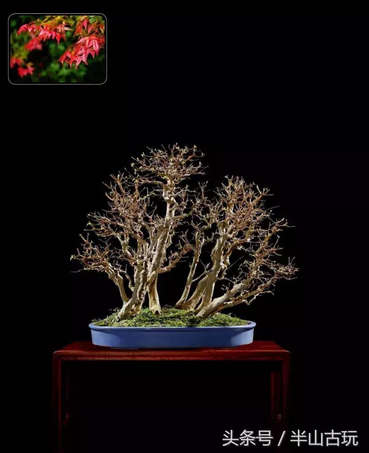 花卉盆景拍卖 (园林盆景拍卖)