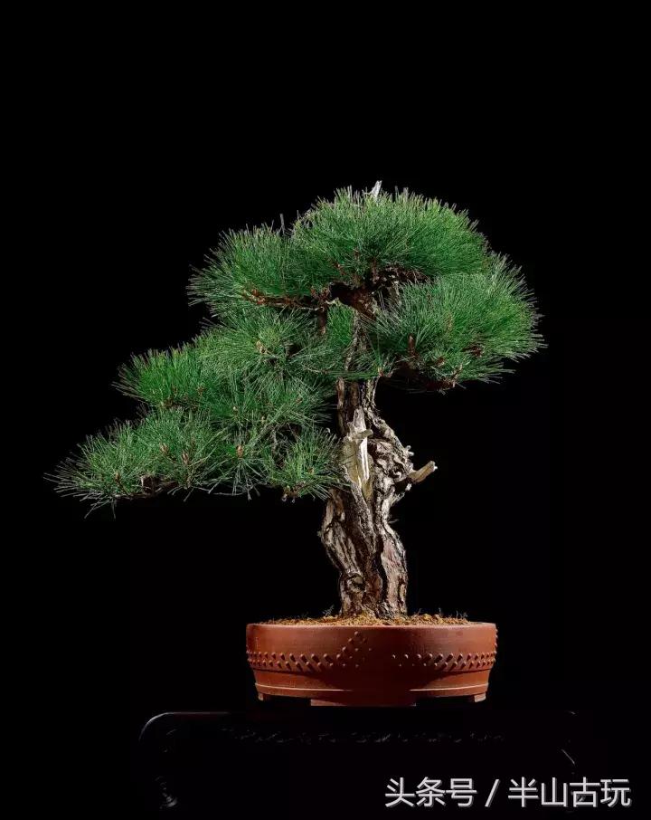 花卉盆景拍卖 (园林盆景拍卖)