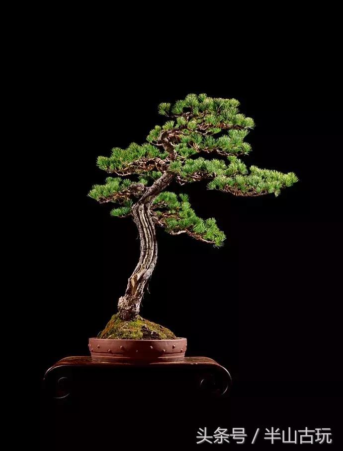 花卉盆景拍卖 (园林盆景拍卖)