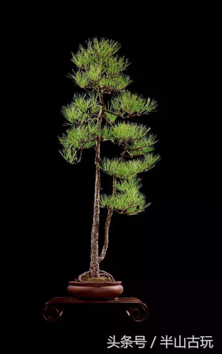 花卉盆景拍卖 (园林盆景拍卖)