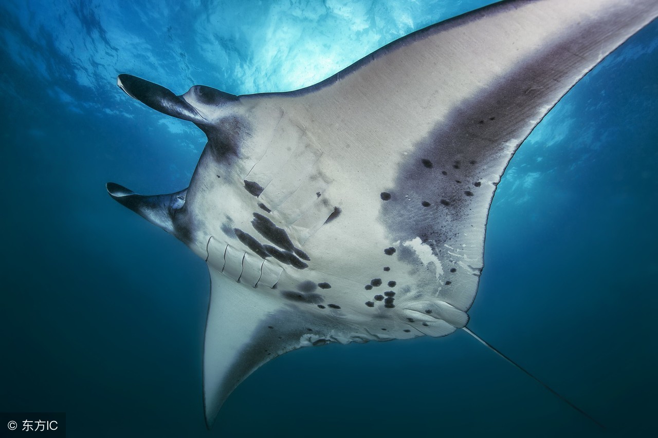 一生必去的浮潜胜地,世界十大浮潜胜地