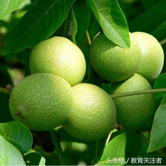 舌尖上的河南——来温县丰核农林品尝青皮核桃吧！