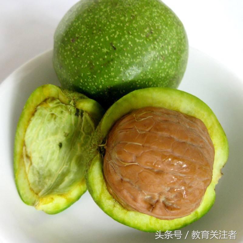 舌尖上的河南——来温县丰核农林品尝青皮核桃吧！