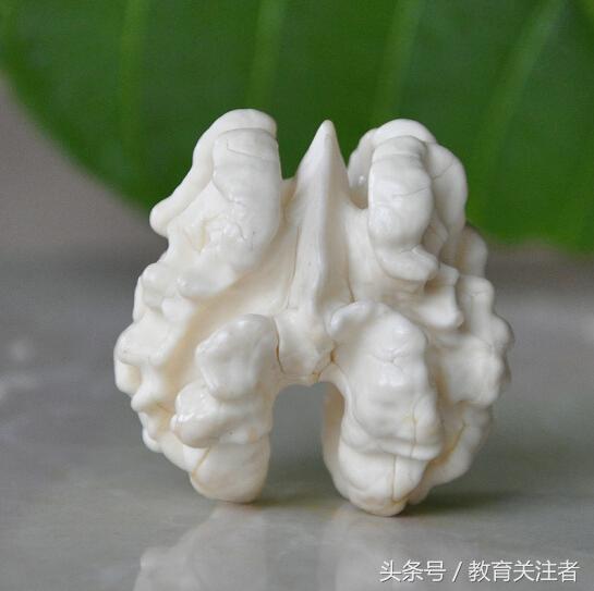 舌尖上的河南——来温县丰核农林品尝青皮核桃吧！