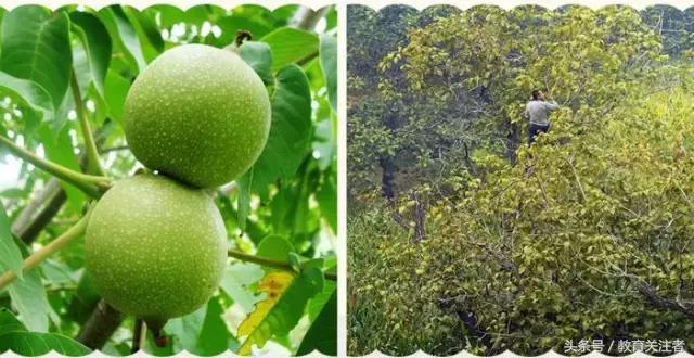 舌尖上的河南——来温县丰核农林品尝青皮核桃吧！