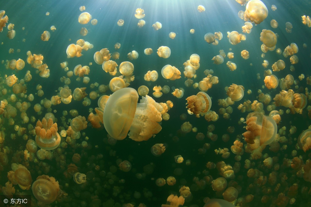 一生必去的浮潜胜地,世界十大浮潜胜地