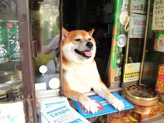 买东西就给摸头的柴犬，日本百年老店也很萌