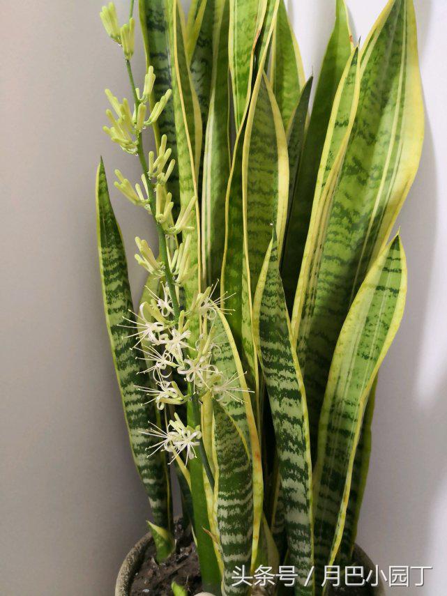 虎皮兰长得太高容易倒怎么办,虎皮兰长得高长得密怎么办