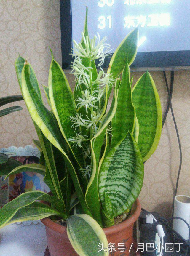 虎皮兰长得太高容易倒怎么办,虎皮兰长得高长得密怎么办