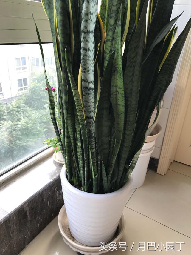 虎皮兰长得太高容易倒怎么办,虎皮兰长得高长得密怎么办