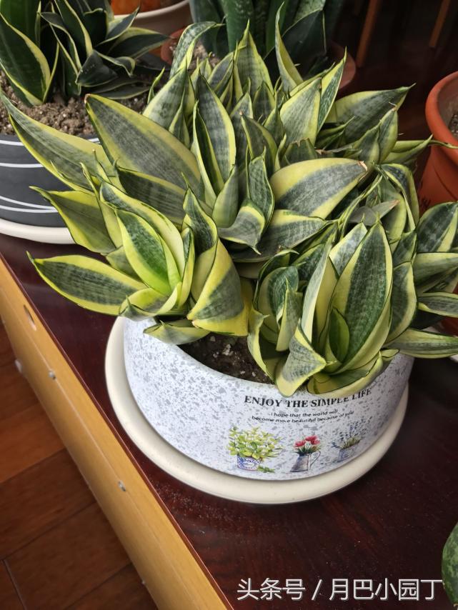 虎皮兰长得太高容易倒怎么办,虎皮兰长得高长得密怎么办