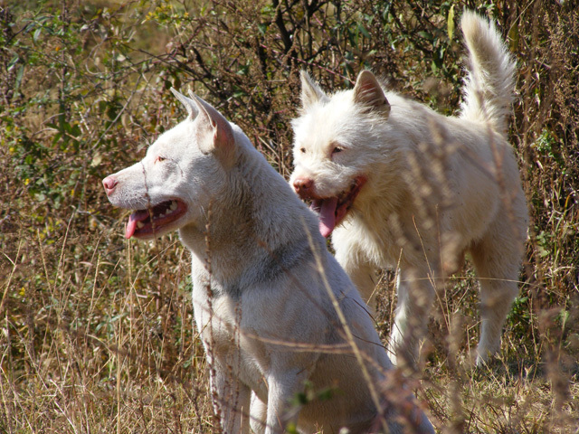 中华田园犬草黄,中华草根田园犬