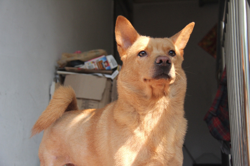 中华田园犬草黄,中华草根田园犬