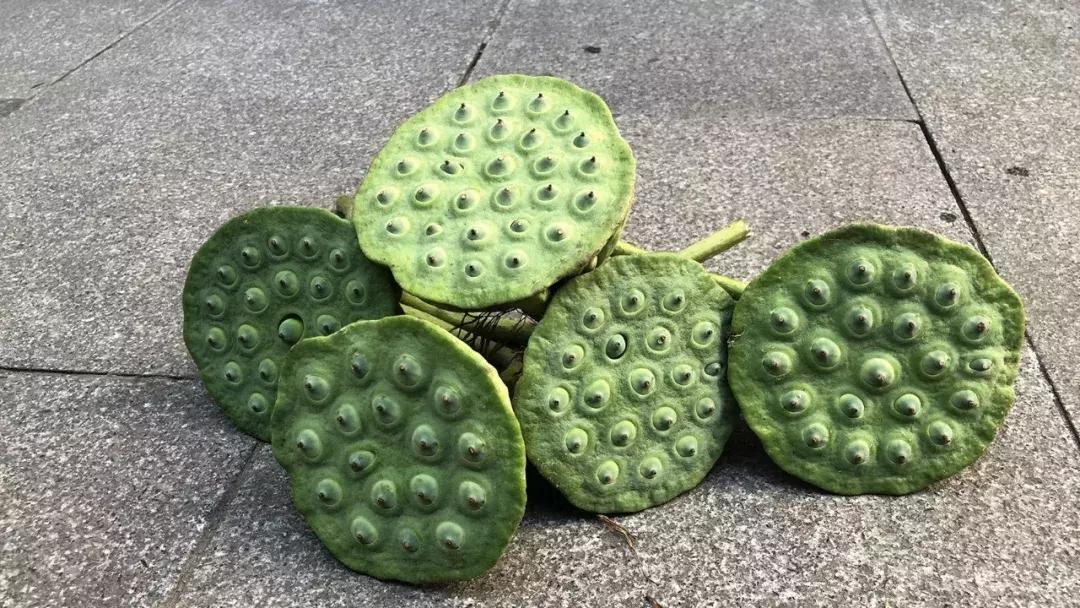 真的荷花哪里有卖的,荷花莲蓬哪个地方能卖