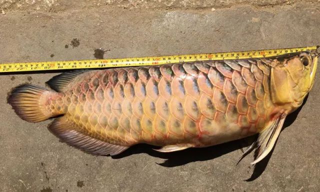 龙鱼顶灾,多么痛的领悟和教训发朋友圈