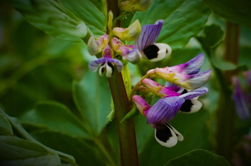 蚕豆的12种食用方法,蚕豆的开口诀窍