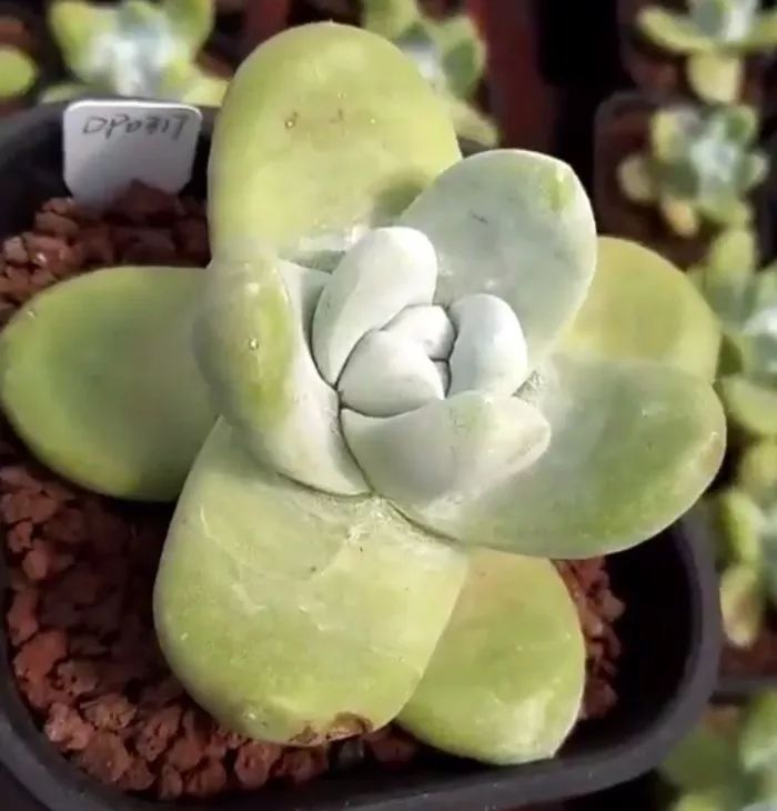 偷了价值10万的多肉,偷多肉可耻吗