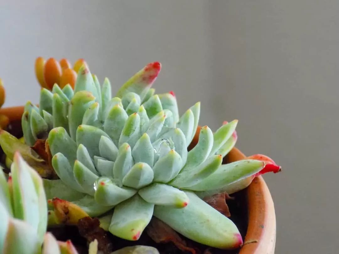 偷了价值10万的多肉,偷多肉可耻吗