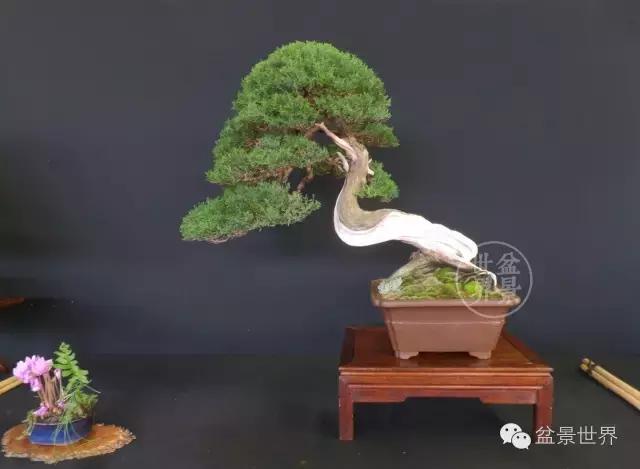 盆景是中国的名片看看浪漫的法国人怎样玩盆景