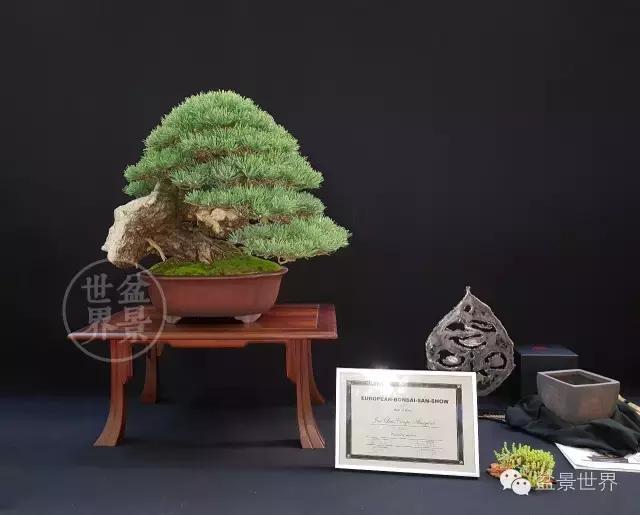 盆景是中国的名片看看浪漫的法国人怎样玩盆景