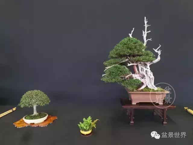 盆景是中国的名片看看浪漫的法国人怎样玩盆景