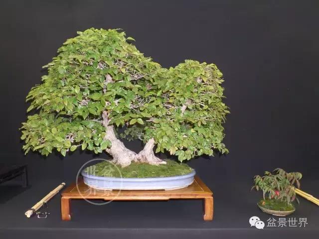 盆景是中国的名片看看浪漫的法国人怎样玩盆景