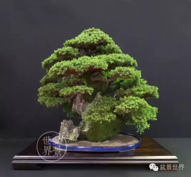 盆景是中国的名片看看浪漫的法国人怎样玩盆景