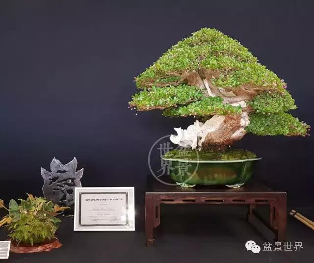 盆景是中国的名片看看浪漫的法国人怎样玩盆景