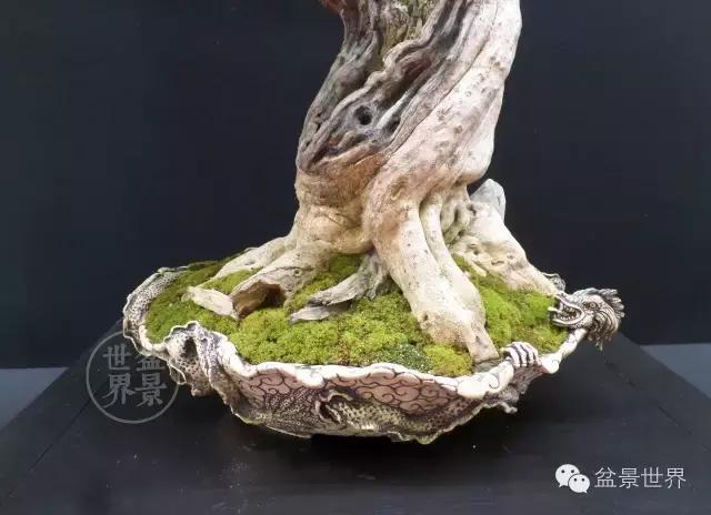 盆景是中国的名片看看浪漫的法国人怎样玩盆景