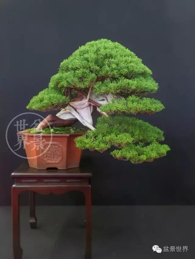 盆景是中国的名片看看浪漫的法国人怎样玩盆景