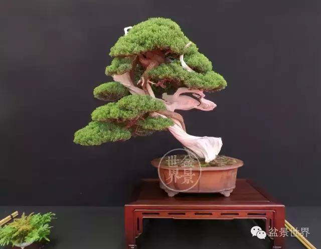 盆景是中国的名片看看浪漫的法国人怎样玩盆景