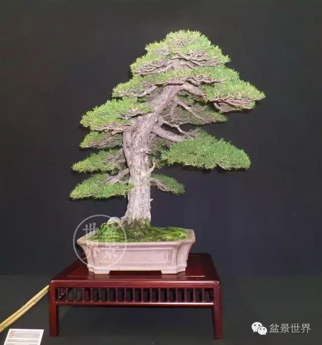 盆景是中国的名片看看浪漫的法国人怎样玩盆景