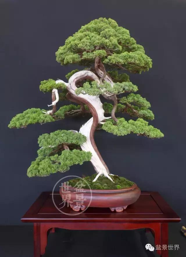 盆景是中国的名片看看浪漫的法国人怎样玩盆景