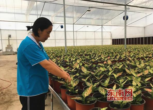 「乡村振兴巾帼行动」莆田张谋婧:因水晶泥滞销与花结缘小门店跃升为公司