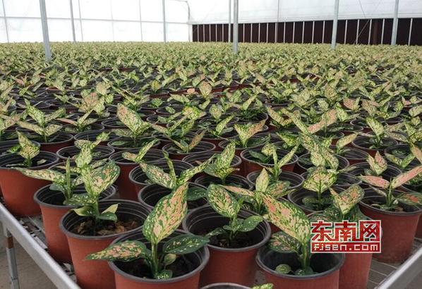 「乡村振兴巾帼行动」莆田张谋婧:因水晶泥滞销与花结缘小门店跃升为公司