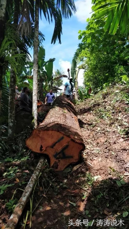 涛涛说木,涛涛说实木