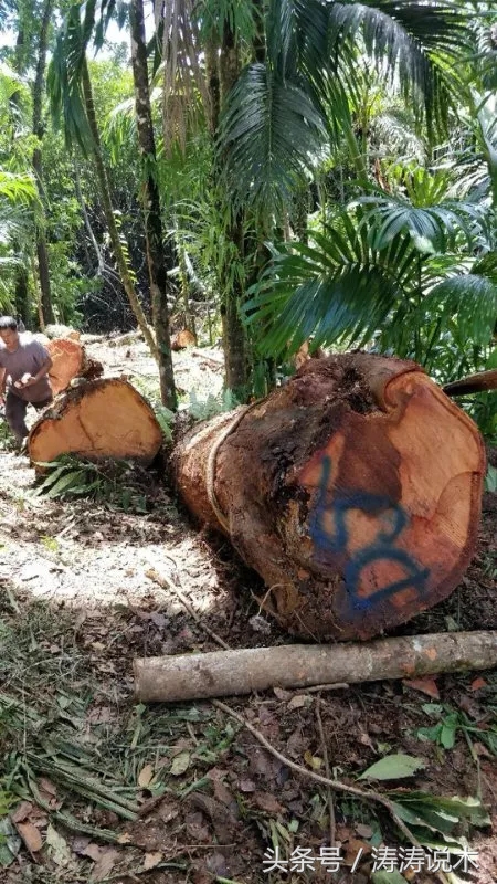涛涛说木,涛涛说实木