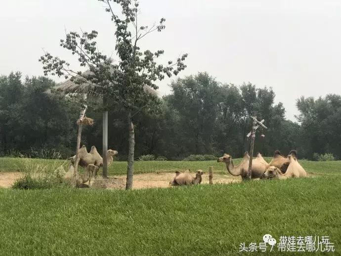 长隆野生动物园一日游简单攻略,长隆野生动物园两天一晚游玩攻略