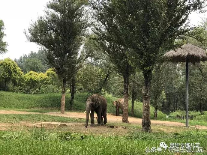 长隆野生动物园一日游简单攻略,长隆野生动物园两天一晚游玩攻略