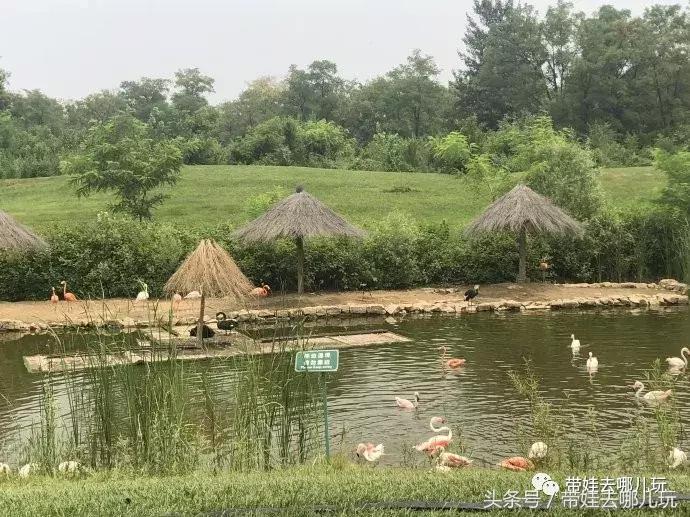 长隆野生动物园一日游简单攻略,长隆野生动物园两天一晚游玩攻略