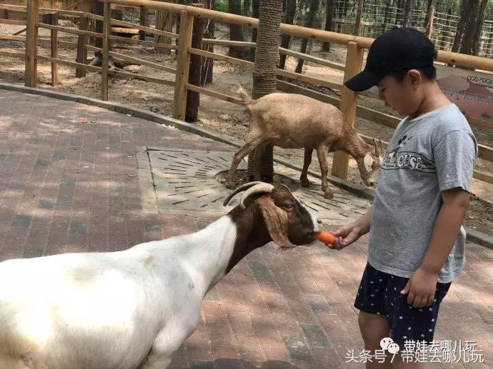 长隆野生动物园一日游简单攻略,长隆野生动物园两天一晚游玩攻略