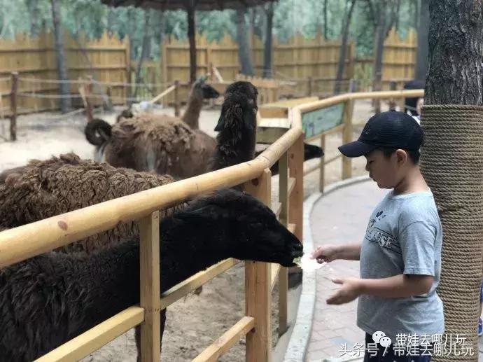 长隆野生动物园一日游简单攻略,长隆野生动物园两天一晚游玩攻略