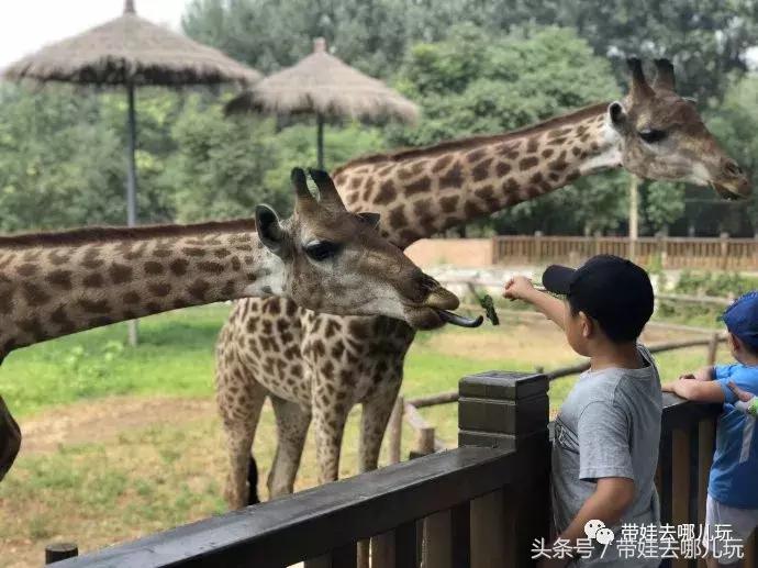 长隆野生动物园一日游简单攻略,长隆野生动物园两天一晚游玩攻略