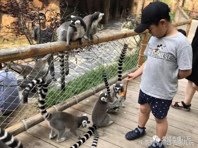 长隆野生动物园一日游简单攻略,长隆野生动物园两天一晚游玩攻略