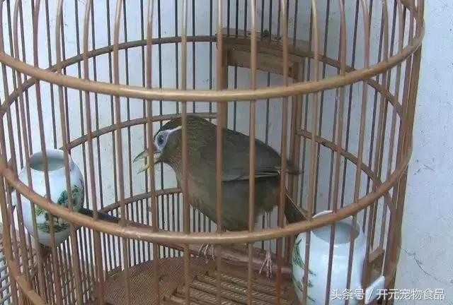 画眉换毛，值得注意