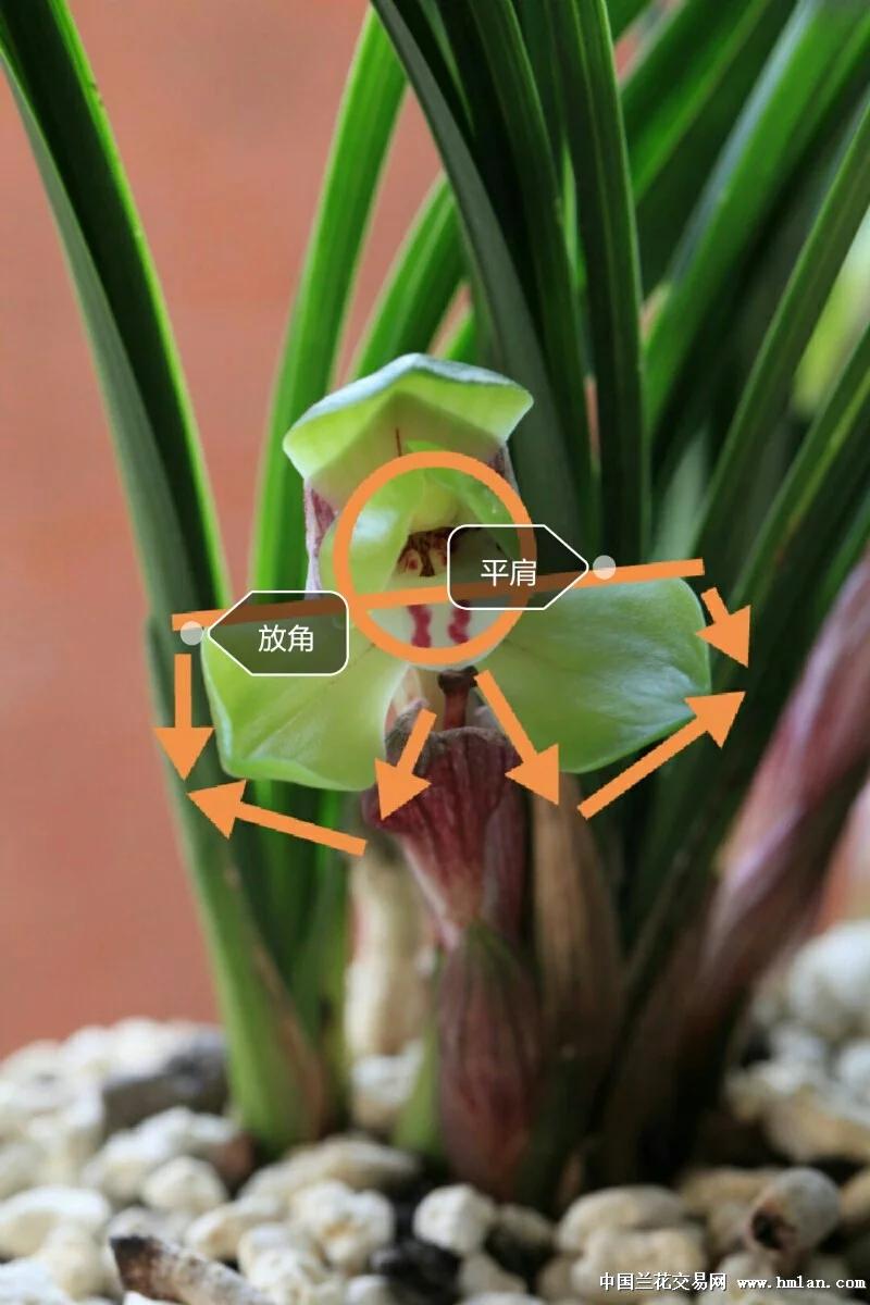 春兰大富贵价格,春兰大富贵艺