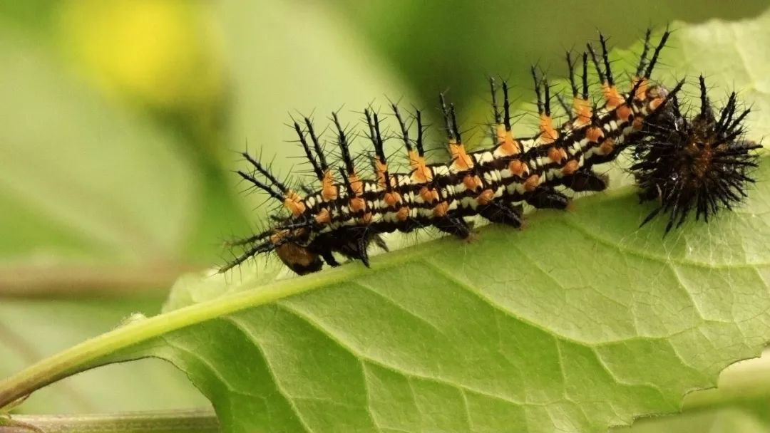 螨虫的三大罪状导致宝宝感染疾病,小孩出现这几种症状说明螨虫成堆
